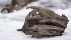 Canada's groundhogs disagree on weather forecast