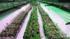 Marijuana Producers Getting High On Expansion In Anticipation Of Rising Demand