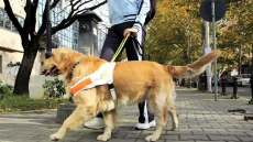 New Certified Guide-dog Rules Protect Rights Of Handlers: B.C. Government