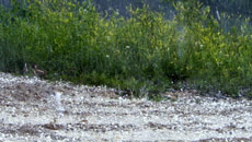 Hail insurance for BC fruit growers available with lowest premiums in Canada