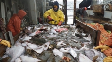 Canada-U.S. Delegates Meet In B.C. To Discuss Halibut 'Wastage' In Bering Sea
