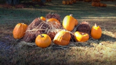 Go Green This Halloween: Instead Of Composting Jack O'Lanterns Reuse In Tasty Pies Or Soup