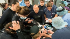 Hana The Dolphin Dies At Vancouver Aquarium Despite Groundbreaking Surgery