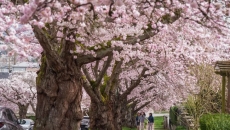 The hazards of cherry blossom crowds prompt warnings from police in Richmond, B.C.