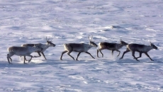 Canada, Alberta sign deal on caribou protection