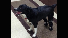 Dog frozen to the ground in northern Saskatchewan gets prosthetic paws
