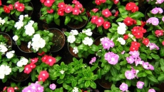 Herbal anti-malaria drug may control asthma