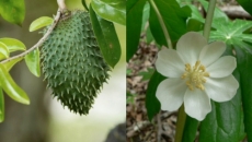 Most Effective Herbs to prevent Cancer