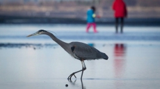 Syncrude Faces Protection Order After Heron Deaths In Northern Alberta