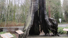 Iconic Hollow Tree Landmark In Stanley Park Set Ablaze Twice Overnight
