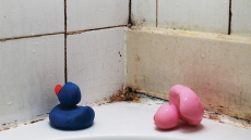 For a mold-free home