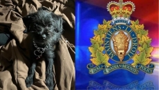 RCMP search for puppy, Lil Bit, stolen in alleged home invasion in Surrey, B.C.