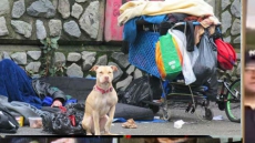 Vancouver Island Pet Food Bank Seeks To Shed Effects Of Recent Robbery