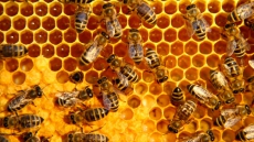 'Zombie' Honeybees Make First Appearance In Canada