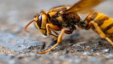 B.C., Washington team up against giant hornets