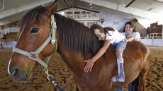 Studies Will Look At Benefits Of Using Horses As Therapy Animals For Vets
