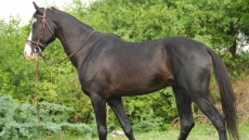 RCMP Charge Southern Alberta Man After Woman's Horses Sold To Slaughterhouse