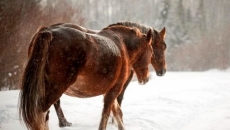 Horses 'talk', says study