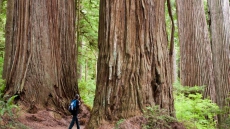 Plant's biomass depends more on size, age than on climate