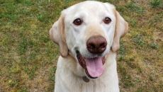 'Hugo is fine': RCMP say Richmond, B.C., resident harassed over false cruelty claim