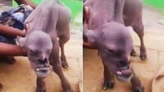 Video: This Clip Of An 'Animal With A Human's Face In India' Is Going Viral