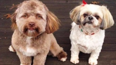 This Puppy With A Strangely Human Face Is Freaking Out The Internet
