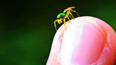 Do humans have spiders' genes?