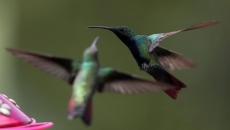 Bird nests delay part of TMX pipeline construction