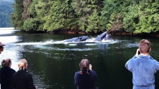 Complicated, Dangerous Rescue Frees Young Humpback On B.C.'s Central Coast