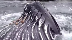 Food Chain Changes May Be Luring Humpbacks To B.C.'s South Coast: Researchers