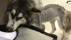 B.C. SPCA Finds Owner Of Emaciated Husky Found Wandering In Maple Ridge