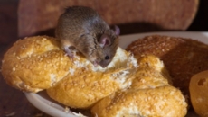 Indian-origin store owner hit with community order for hygiene offences in UK