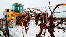 Shifting Winds Of Winter In Recent Years Ferment Fear For Icewine Industry