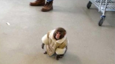 IKEA Monkey Needs Help Keeping Roof Over Its Head, Sanctuary Appeals For Funds