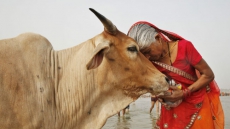 After Punjab, Now 'Cow Cess' Proposed In Haryana