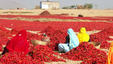 Saudi Arabia bans import of Indian chili peppers