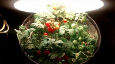 Getting A Jump On Tomato Season: How To Time Indoor Planting Just Right