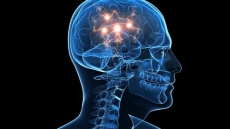 Inherited viruses make us smarter