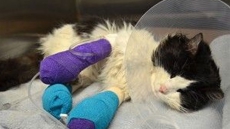 Donations Pour In For Regina Cat Found With Paws Wrapped In Electrical Tape