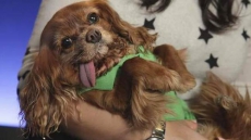 Instagram Diva Toast The Rescue Dog Stars In New Photo Book