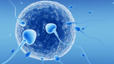 Researchers make IVF safer for women