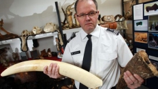 Richmond Man Admits Smuggling Rhino Horns, Elephant Ivory Into Canada