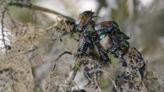 Expanded restrictions in Vancouver to stop spread of damaging Japanese beetle