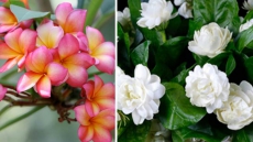 Decoded: How you sniff that jasmine smell