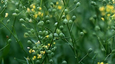 Jet fuel oil seed boosts liver detoxification