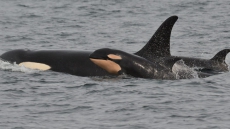 Baby Boom Continues For Endangered J Pod Orcas With New Calf Spotted Off B.C.