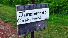 Saskatoons or Juneberries? Name debate brewing between Canada and U.S.