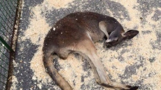 Ontario Street Festival Cuts Ties With Petting Zoo After Public Complaints