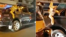 Watch: Man Drives Through Karachi Streets With Lioness, Gets Arrested