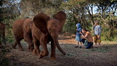 Kenya to use drones to save elephants, rhinos